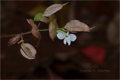 Canscora perfoliata